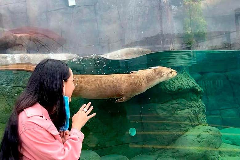 Observez une loutre plonger dans l'aquarium du Michin