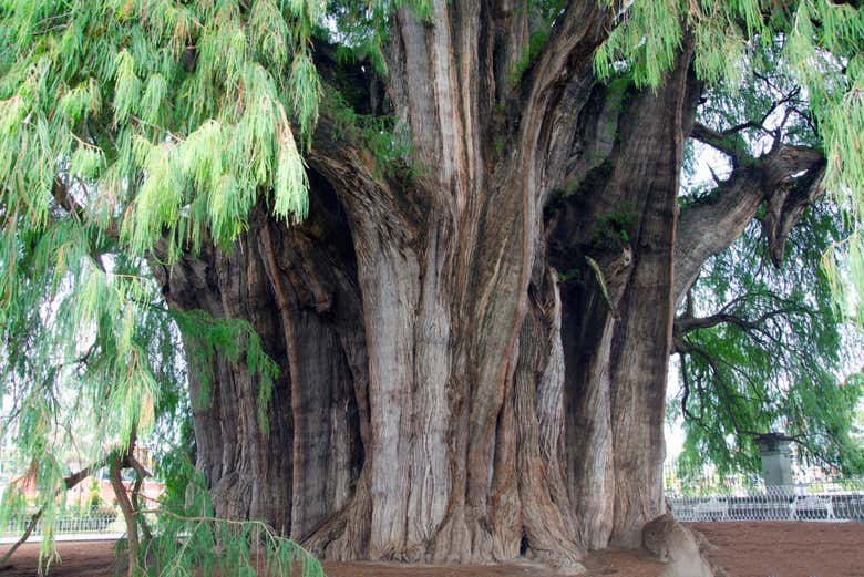 See the Tree of Tule, a 200-year old tree