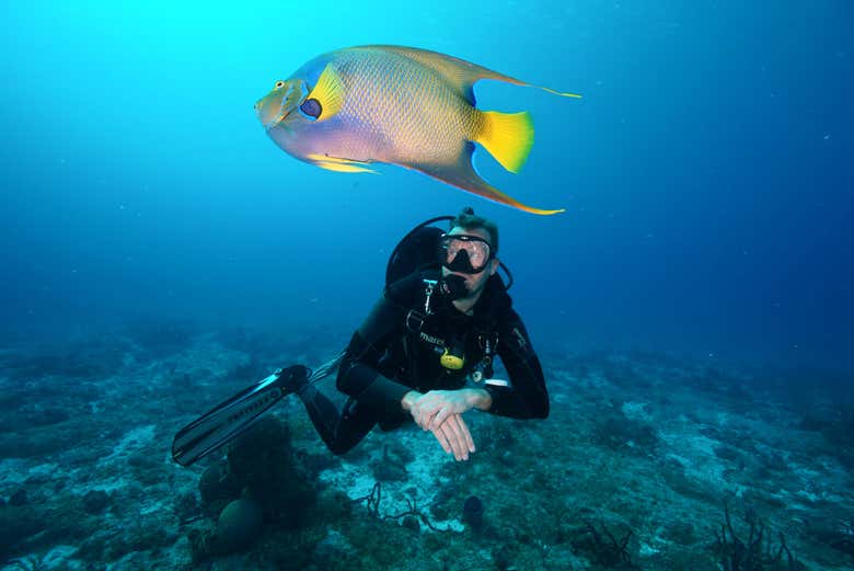 Buceando junto a un pecio de Puerto Morelos