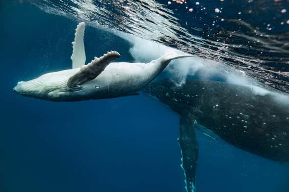 Avistamiento de ballenas en Puerto Vallarta