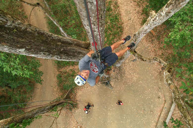 Climbing up trees