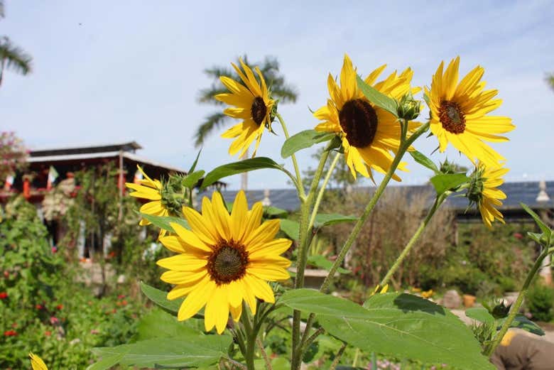 Sunflowers in the Vallarta Botanical Garden