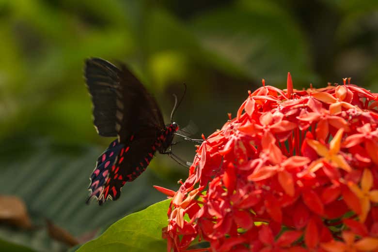 Una mariposa negra con puntos de colores