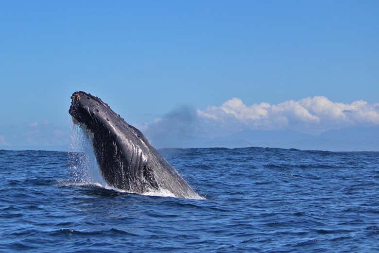 Admirando el salto de una ballena jorobada