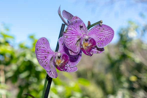 Tour por el Jardín Botánico de Vallarta