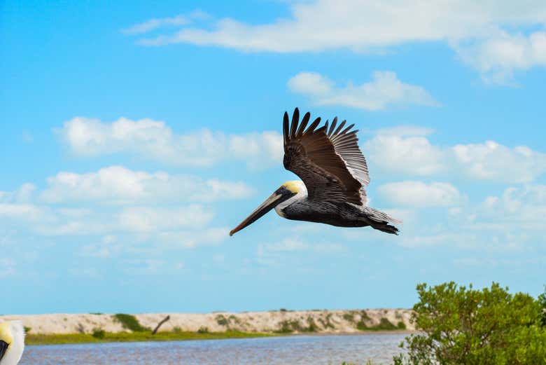 A pelican flying over the mangroves