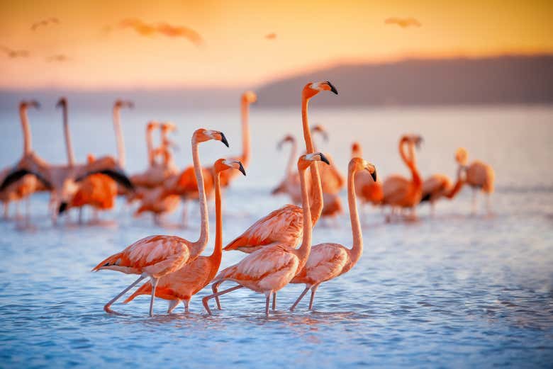 Flamencos of Ria Lagartos