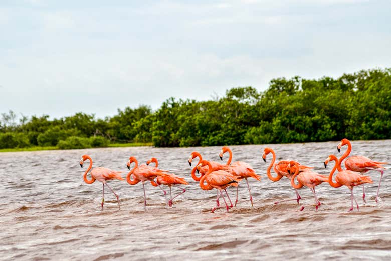 Flamingos in the Ría Lagartos Biosphere Reserve