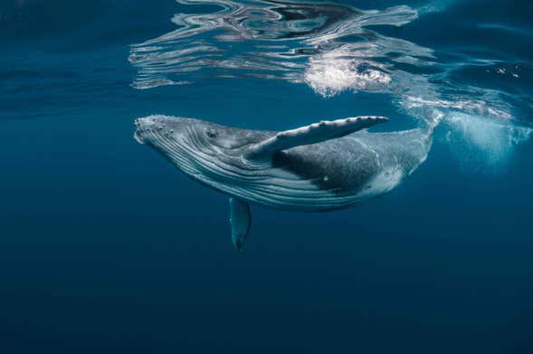 Avistamiento de ballenas en la Riviera Nayarit