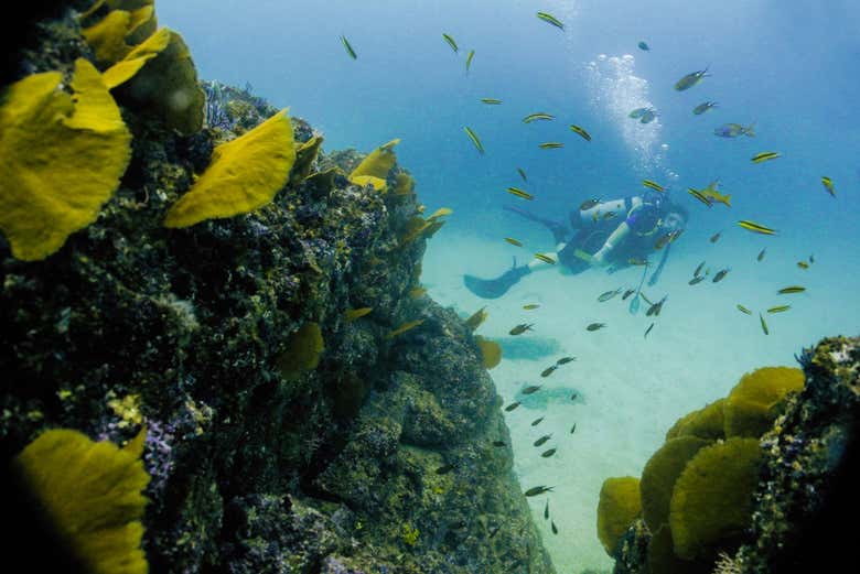 Diving in Las Caletas