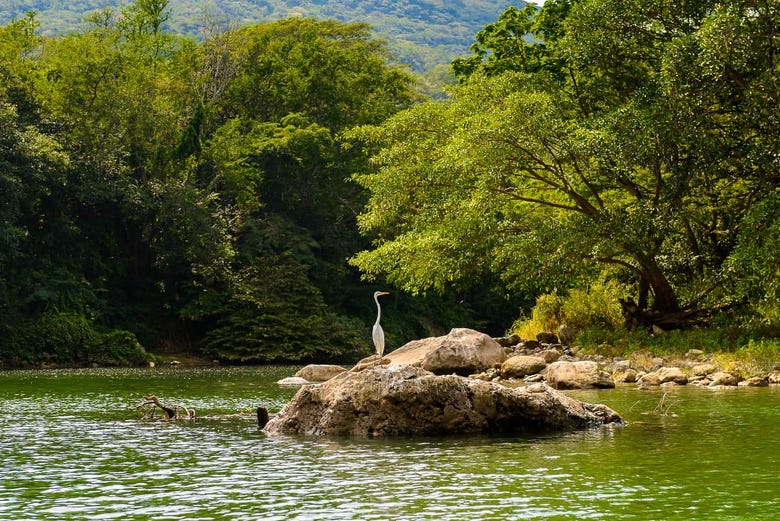 Fauna en el Cañón del Sumidero