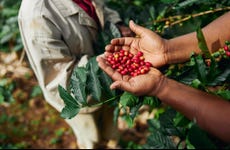 Tour del café por Tenejapa + Visita por Romerillo y Cruztón