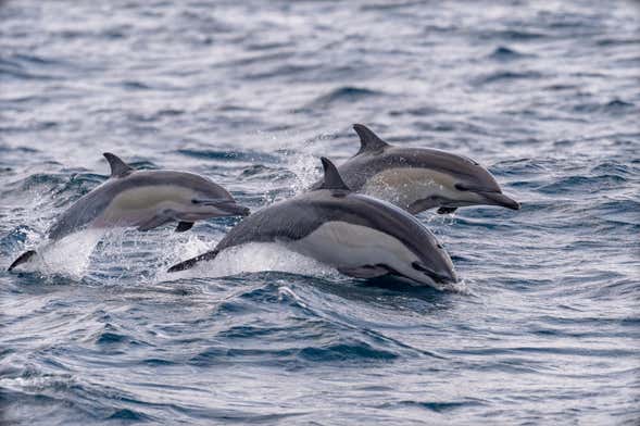 Observation de dauphins à Isla Aguada