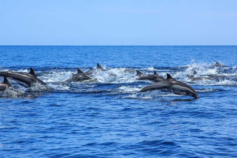 Dauphins au large de la côte du Yucatán