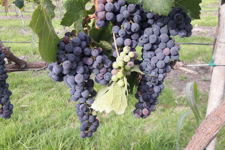 The vineyards grapes