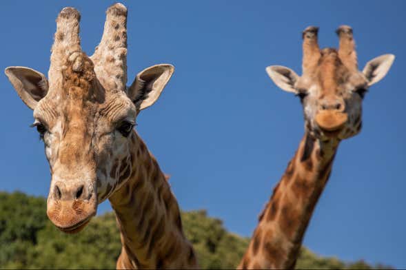 Excursión al Bioparque Estrella