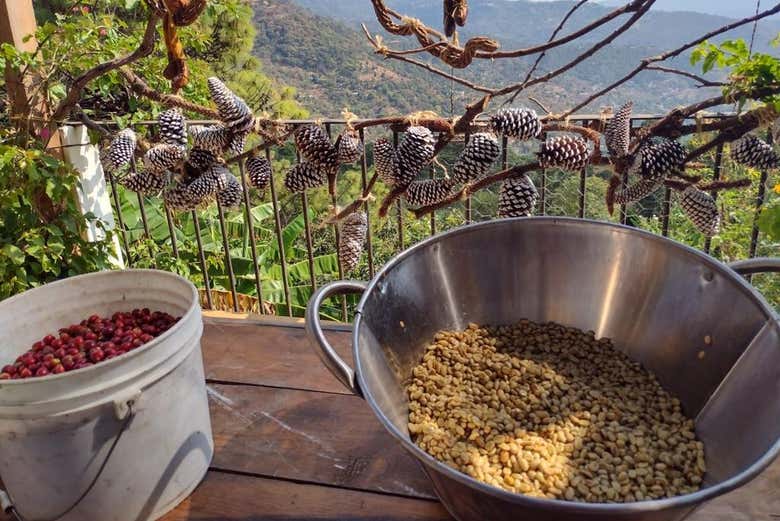 Organic coffee in Cacalotenango