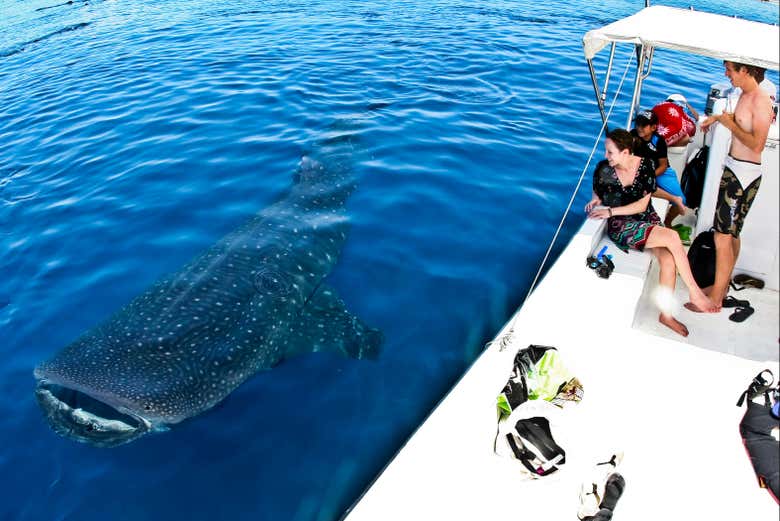 Admirando un tiburón ballena desde la embarcación