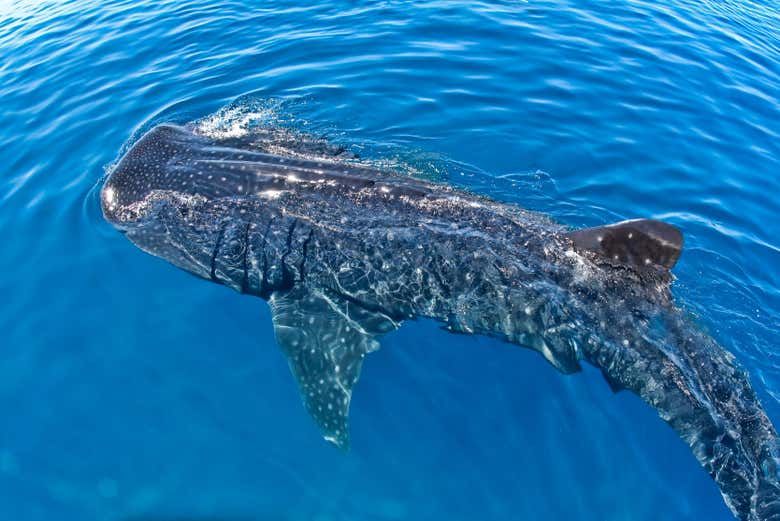 Un ejemplar de tiburón ballena