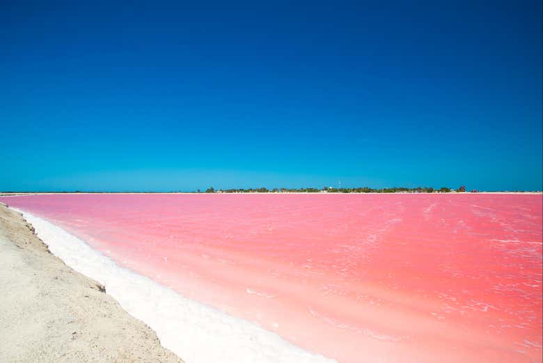 Enamoraos de esta belleza rosa de la naturaleza 