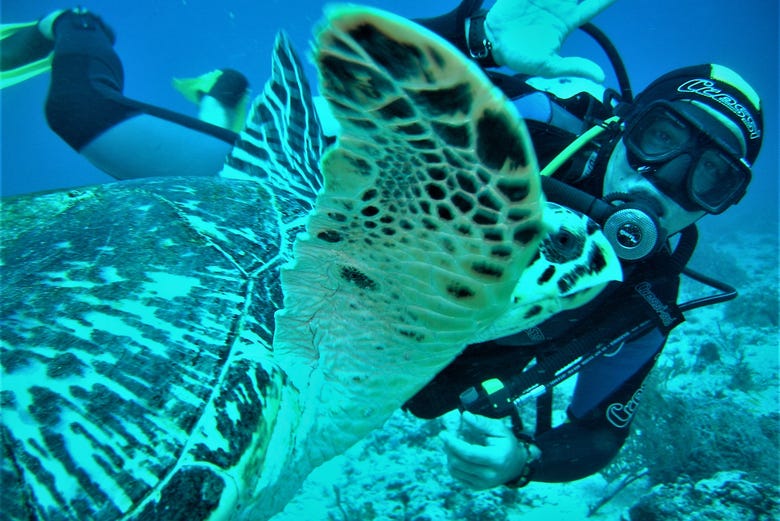 padi open water tulum