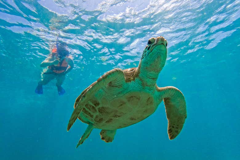 Descubriendo la vida submarina de Tulum