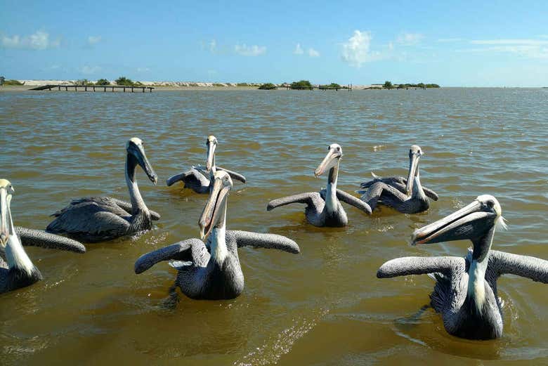 tour rio lagartos desde valladolid