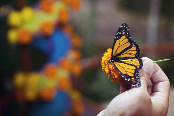 Excursión al Santuario de la Mariposa Monarca