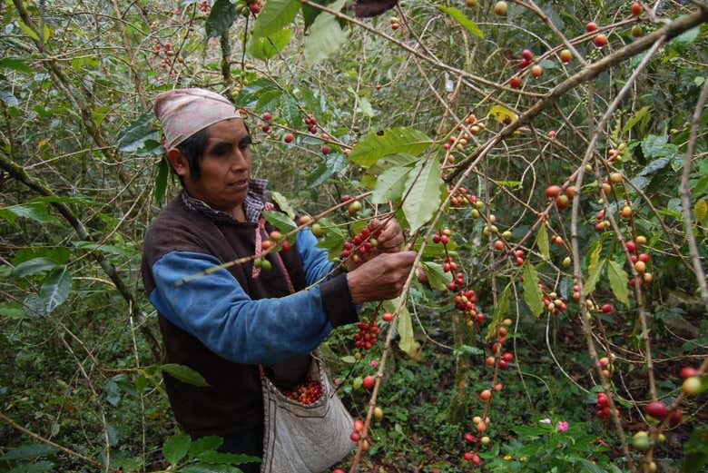 A coffee bean collector