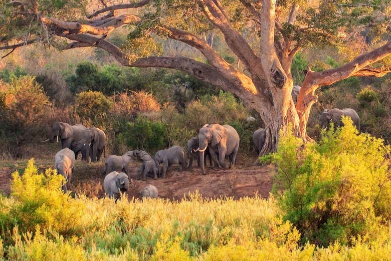 Elephants in Kruger Park