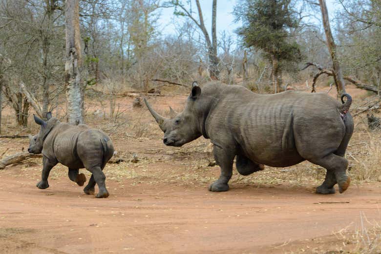 See rhinos on safari