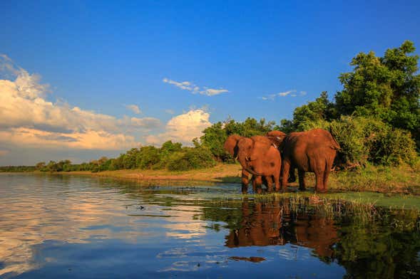 Kruger National Park Safari