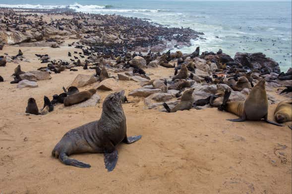 Reserva de leones marinos de Cape Cross