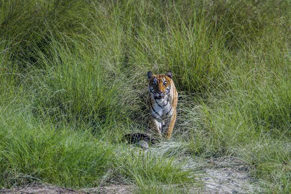 Excursión de 2 días al Parque Nacional de Chitwan