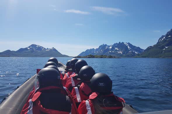 Avistamento de aves em Trollfjord