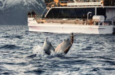 Avistamiento de ballenas en los fiordos noruegos