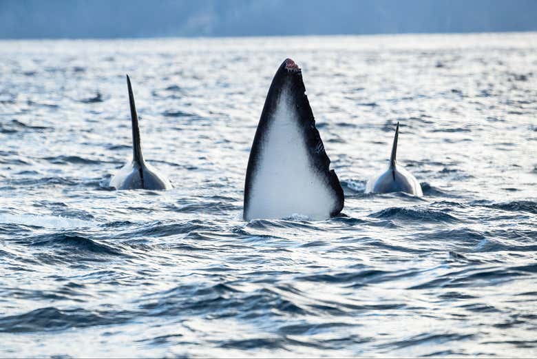 Avvistando le balene dell'Artico