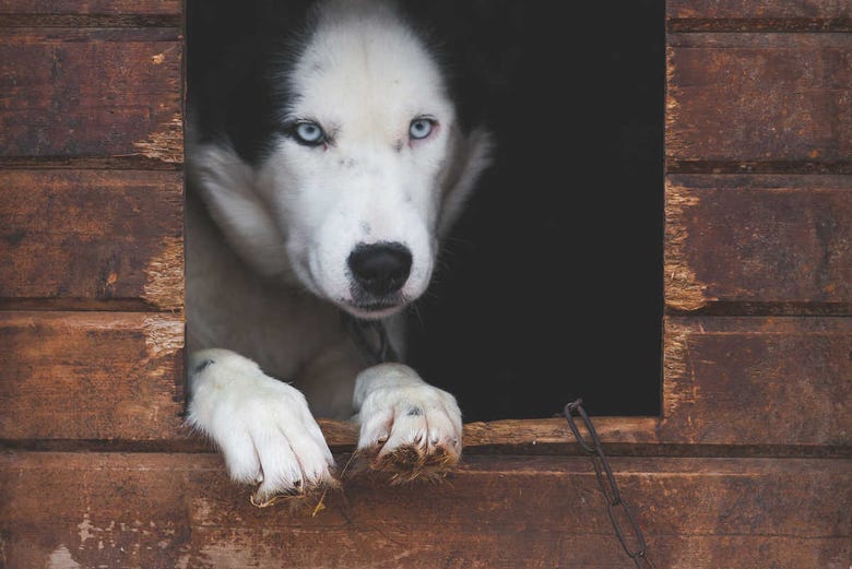 Tromsø Huskies y trineos de perros: lo MEJOR de 2024 - Cancelación GRATIS
