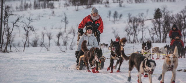 Tromsø Huskies y trineos de perros: lo MEJOR de 2024 - Cancelación GRATIS