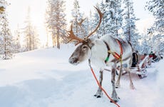 Paseo en trineo de renos y visita a un campamento sami