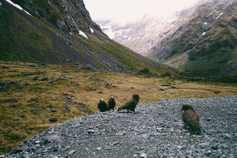 Endemic birds of New Zealand