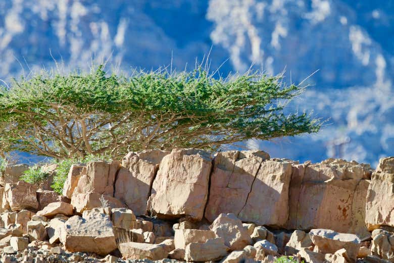 L'ascension du sommet du Jebel Harim