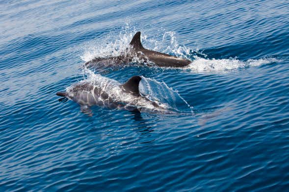 Dolphin Watching Cruise in Muscat