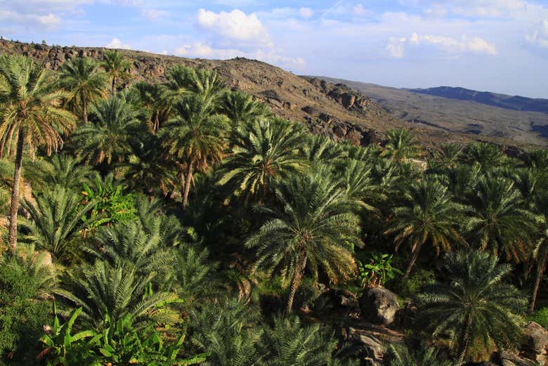 Palm grove in Wadi Arbaeen