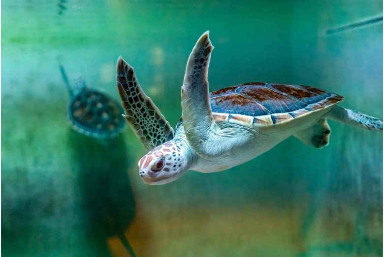 Una tortuga en el Acuario de Omán