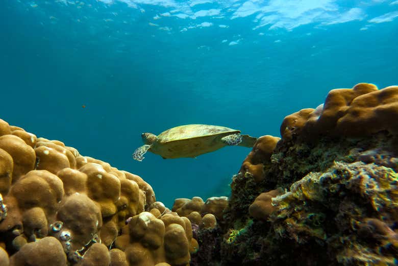 Tortue imbriquée en train de nager