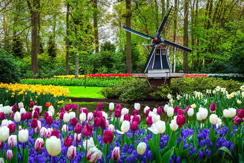 En Keukenhof disfrutaréis de unos bellos paisajes