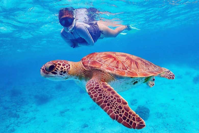 Una mujer practicando snorkel en las aguas de la isla Bonaire