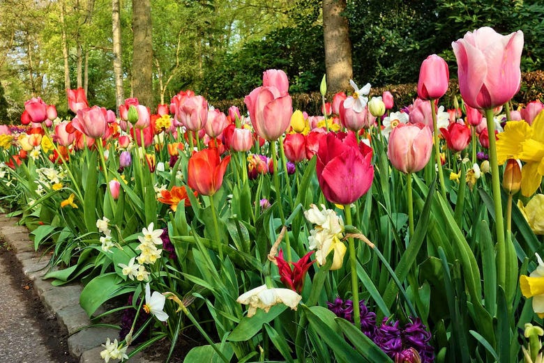 Keukenhof Ticket in Lisse - Book Online at 