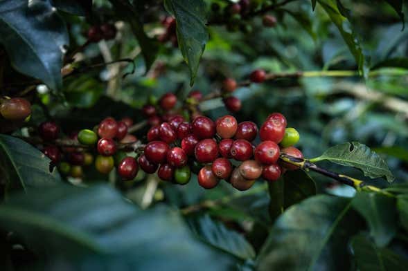 Tour del caffè a Boquete